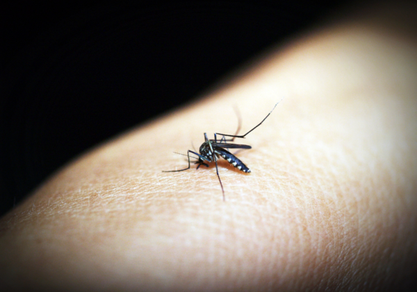 tipos-sanguineos-e-malaria-dr-daniel-benitti-cirurgiao-vascular tipos-sanguineos-e-malaria-dr-daniel-benitti-cirurgiao-vascular